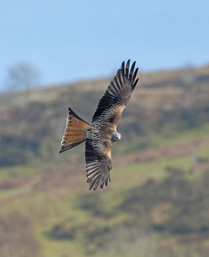 Red Kite Photograph by Pete Walkden