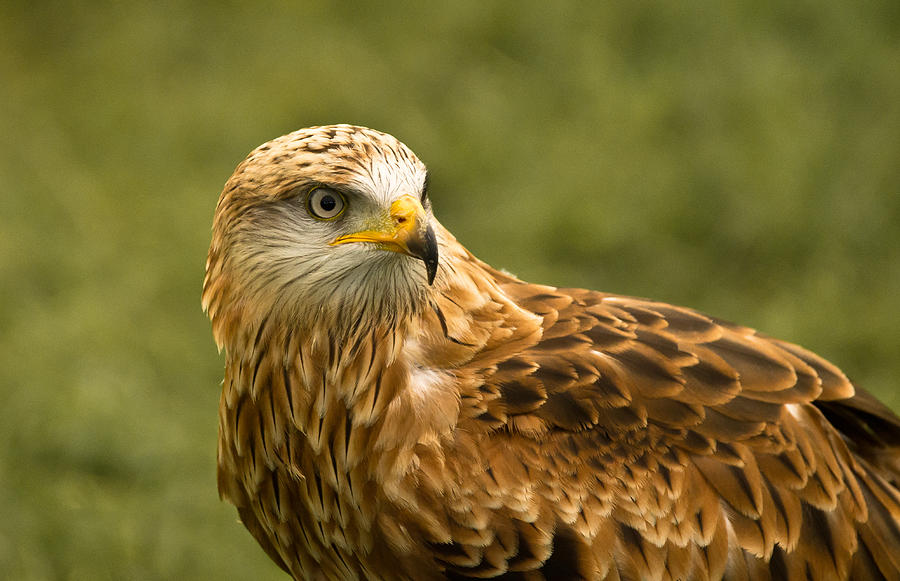 Red Kite Photograph by Scott Carruthers