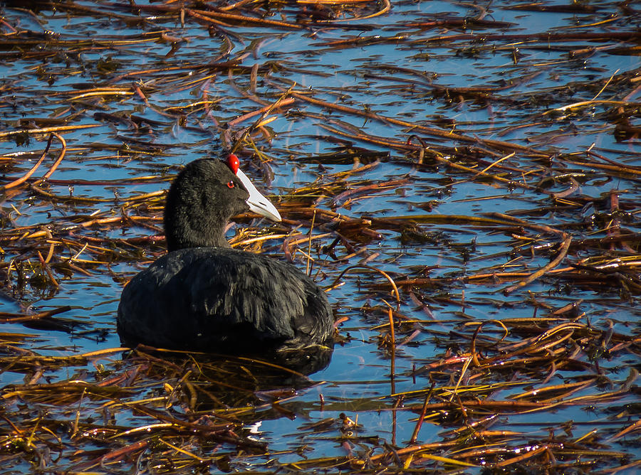 Red-knobbed Coot Photograph by Claudio Maioli