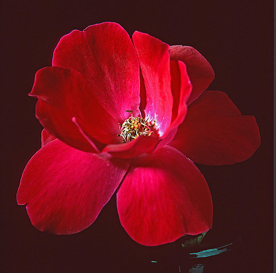 Red Knock-Out Photograph by Bruce Gilbert