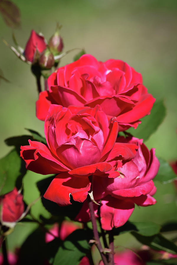 Red Knock-out Roses - Vertical Format Photograph by Debra Martz