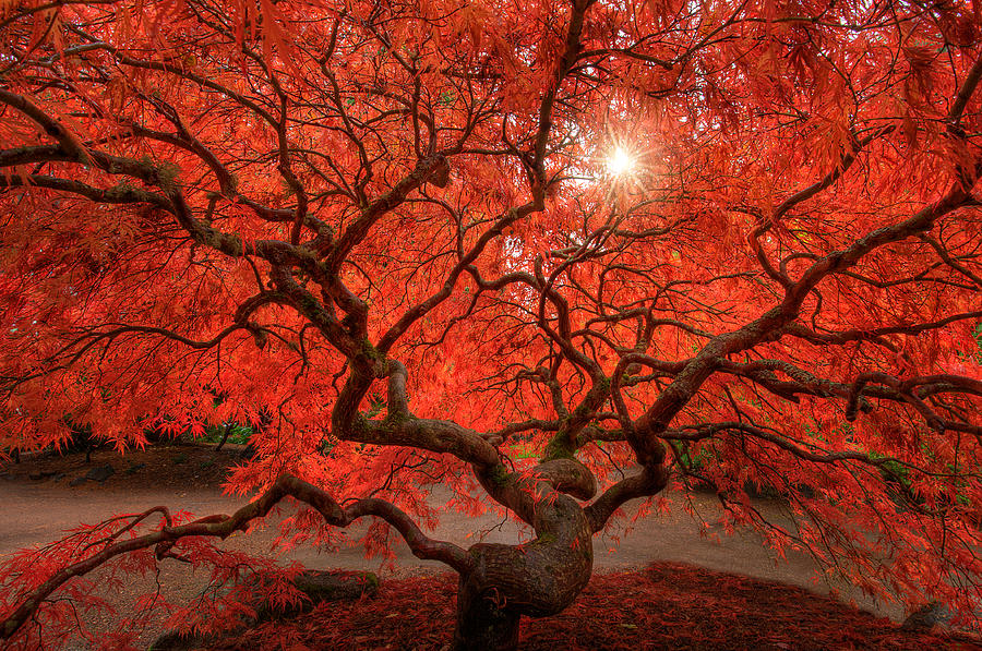 Fall Photograph - Red Lace by Dan Mihai