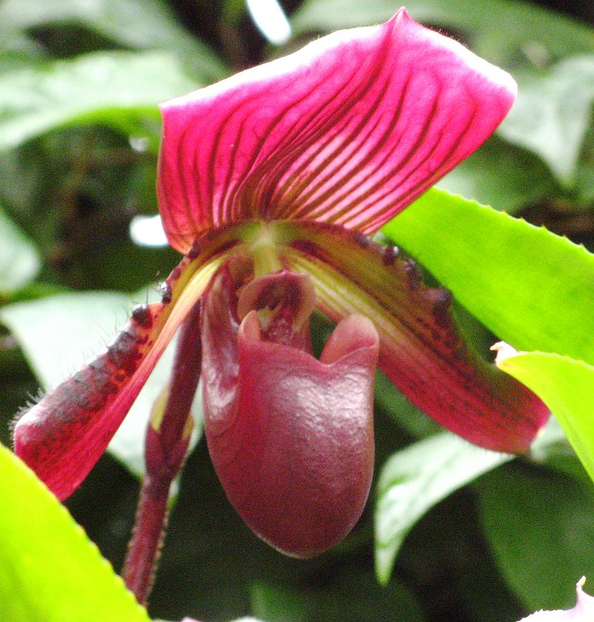 Red Lady Slipper Orchid  Photograph by Alfred Ng