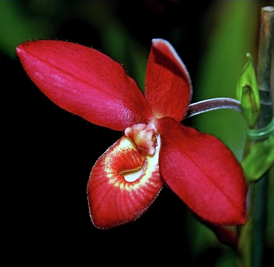 Red Lady Slipper Orchid Photograph by Thanh Thuy Nguyen