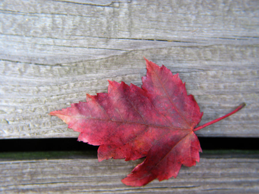 Red Leaf 1 Digital Art by Terry Davis