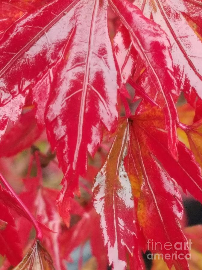 Red Leaf Abstract Photograph by Maria Urso
