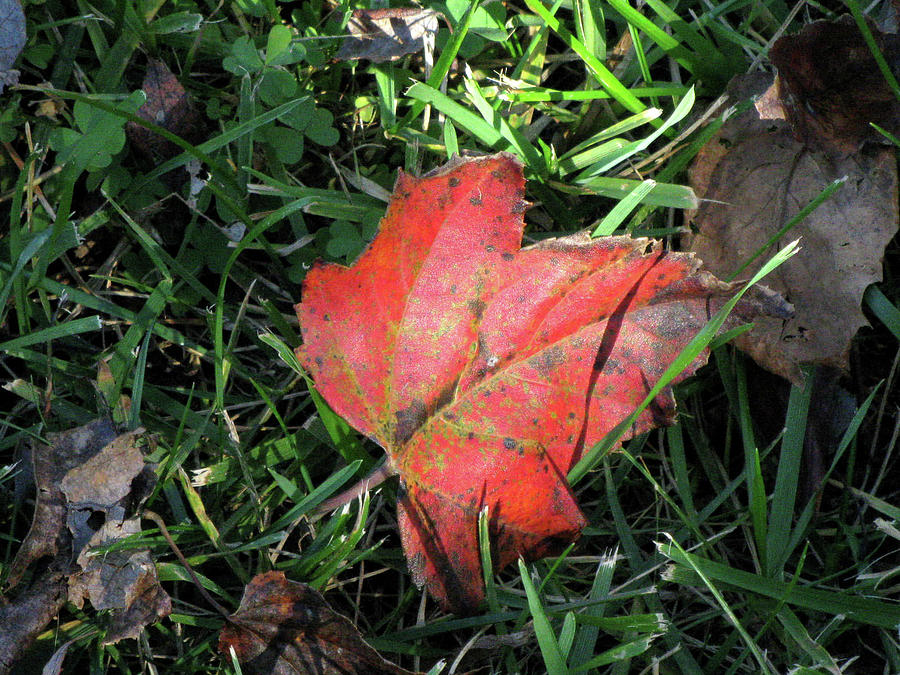 Red Leaf Against Green Grass Photograph by Michele Wilson