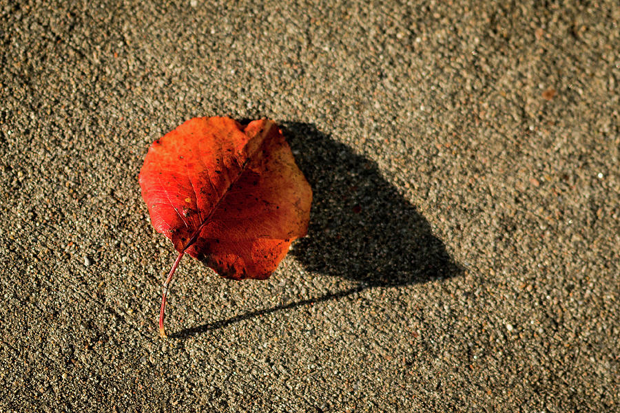 Red Leaf and Shadow Photograph by Jay Stockhaus
