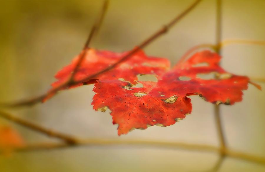 Fall Photograph - Red Leaf by Diana Angstadt