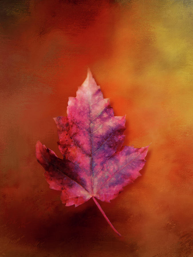 Red Leaf Falling Digital Art by Terry Davis