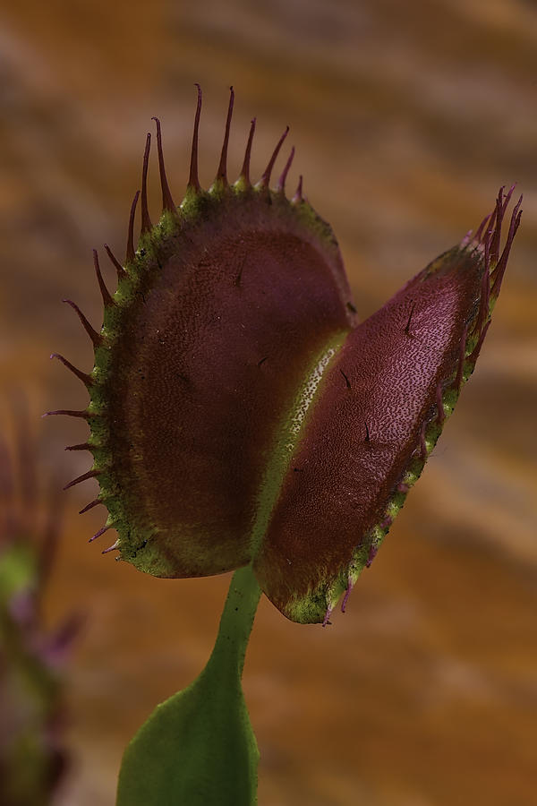 Still Life Photograph - Red Leaf Flytrap by Garry Gay