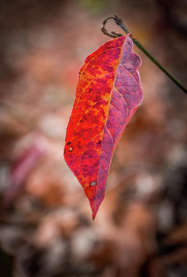 Red leaf Photograph by Framing Places