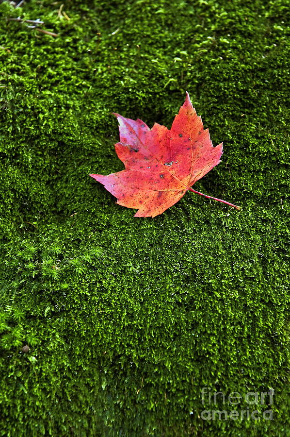 Nature Photograph - Red Leaf Green Moss by John Greim