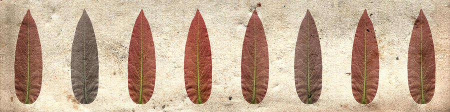 Red leaf horizontal Photograph by Sumit Mehndiratta