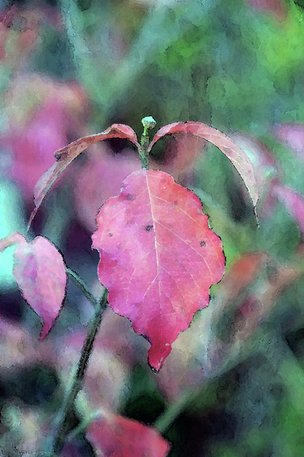 Red Leaf Impression 6102 DP_2 Photograph by Steven Ward