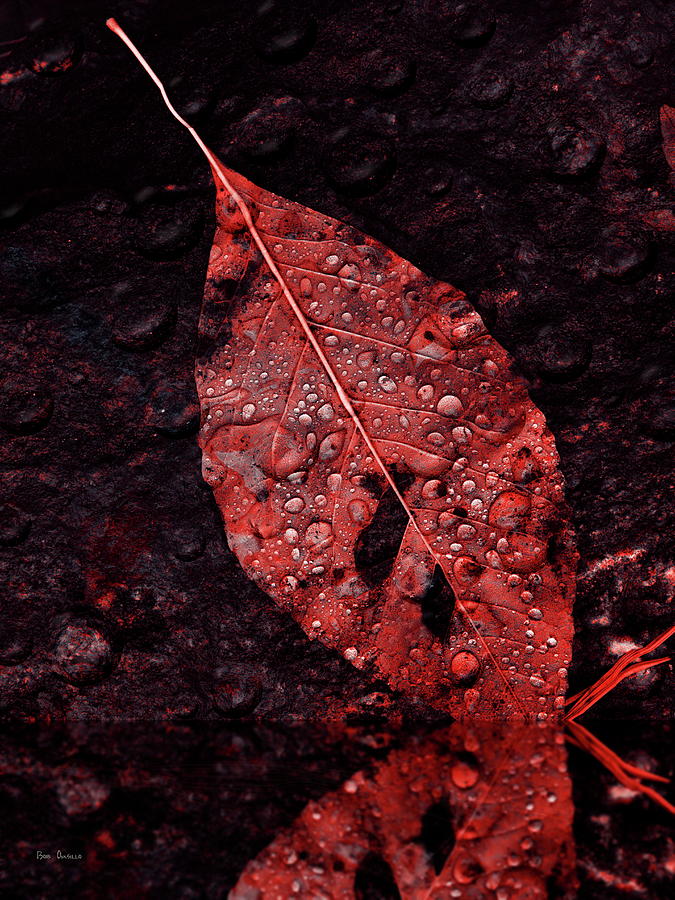 Red Leaf In The Rain Photograph by Bob Orsillo
