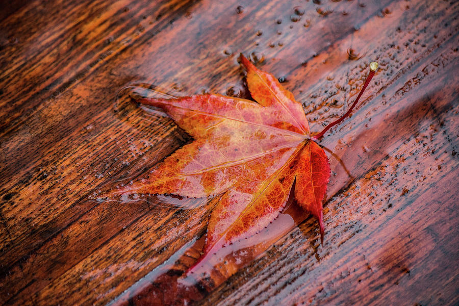Red Leaf in the Rain Photograph by Teresa Wilson