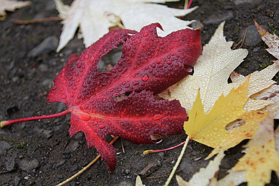 Red Leaf In The Road Photograph