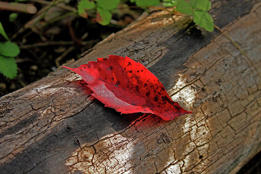 Red Leaf Photograph by Ira Marcus