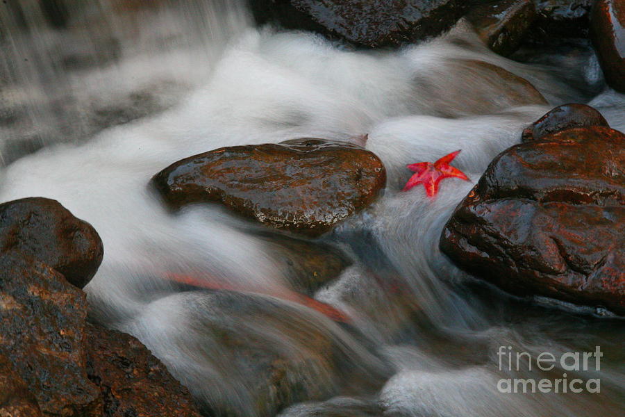Red Leaf Photograph by Jonathan Harper