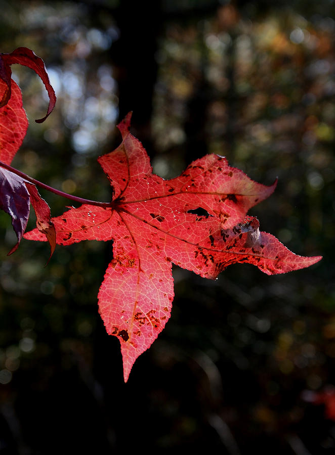 Red Leaf Photograph by Karen Harrison Brown