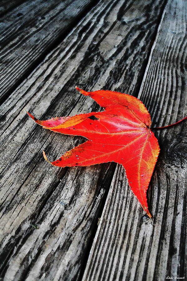 Red Leaf Photograph by Linda Sannuti
