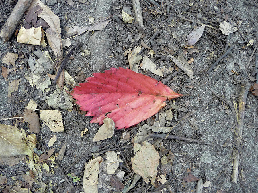 Red Leaf Photograph by Lisa Blake