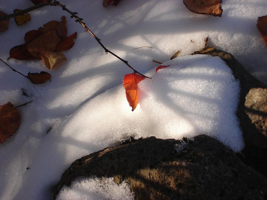 Red Leaf Photograph by Marilynne Bull