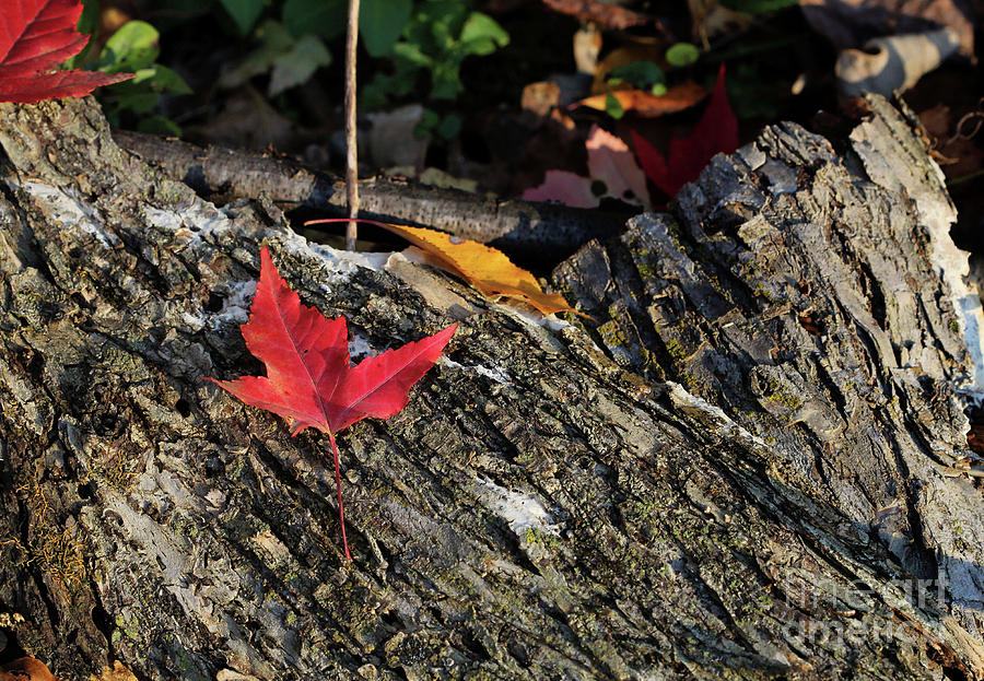 Red Leaf of Fall Photograph by Jimmy Ostgard