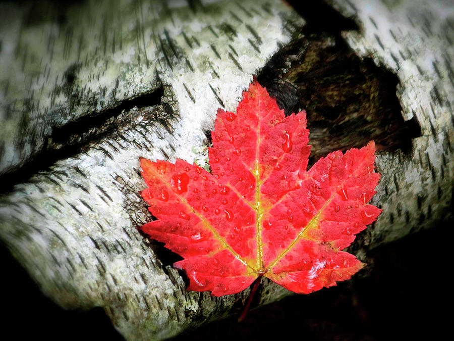 Red leaf on Birch log Photograph by Carolyn Derstine