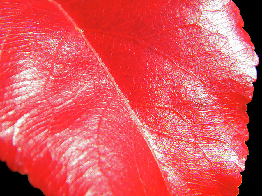Red Leaf On Black Photograph