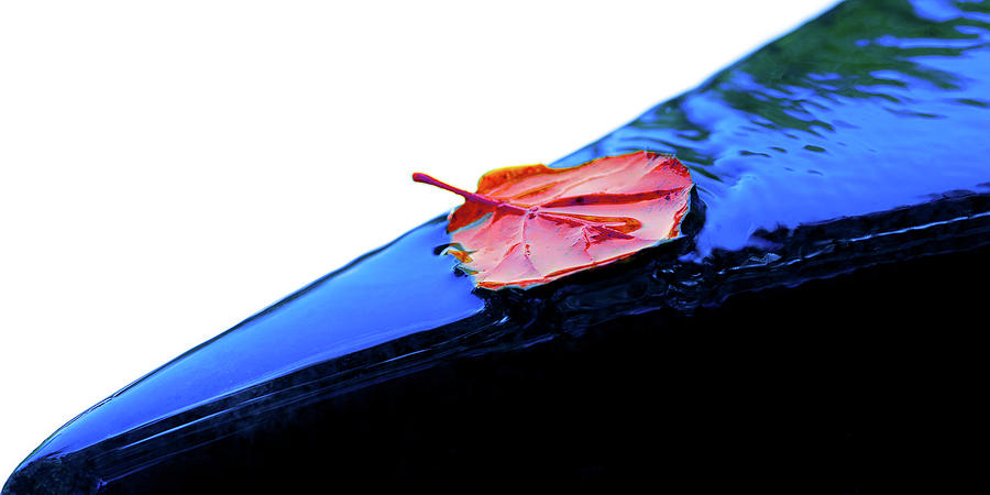 Red Leaf on Blue Water Fountain Photograph by Naoki Aiba