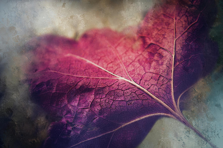 Red Leaf on Grunge Digital Art by Terry Davis