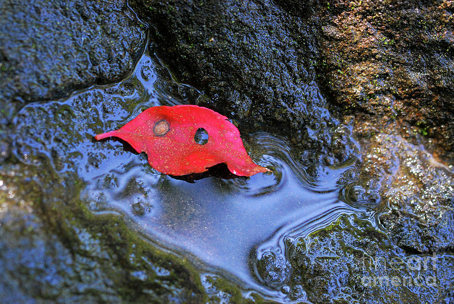 Red Leaf on Rock Photograph by Nancy Mueller