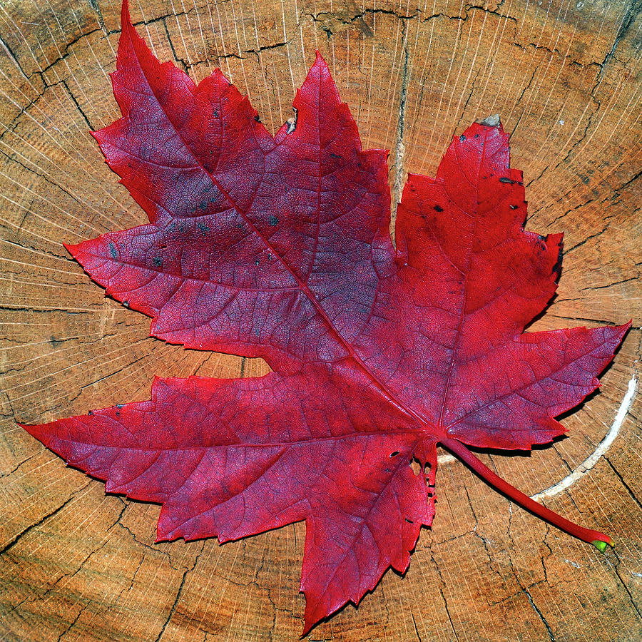 Red Leaf on Stump Photograph by David T Wilkinson