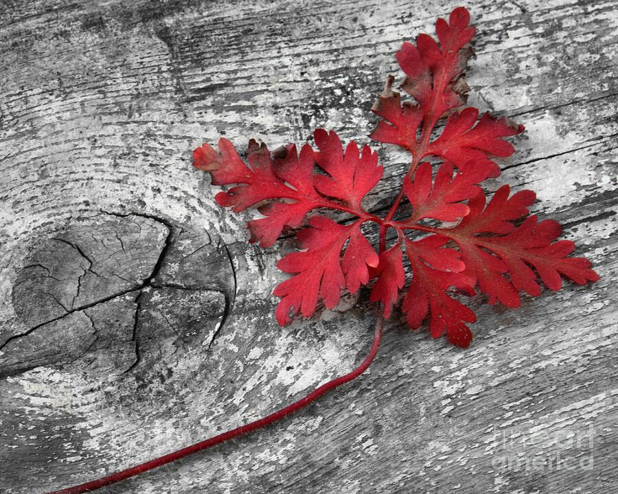 Red Leaf on Wood Photograph by Patricia Strand