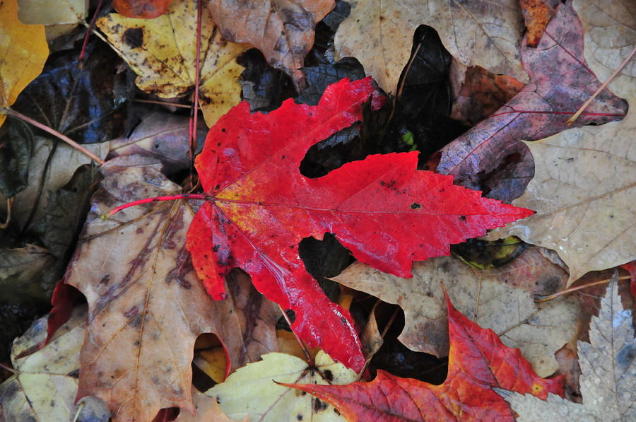 Fall Photograph - Red Leaf by Paul Mencke