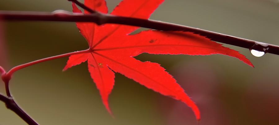 Red Leaf Rain Drop Photograph by Jerry Sodorff