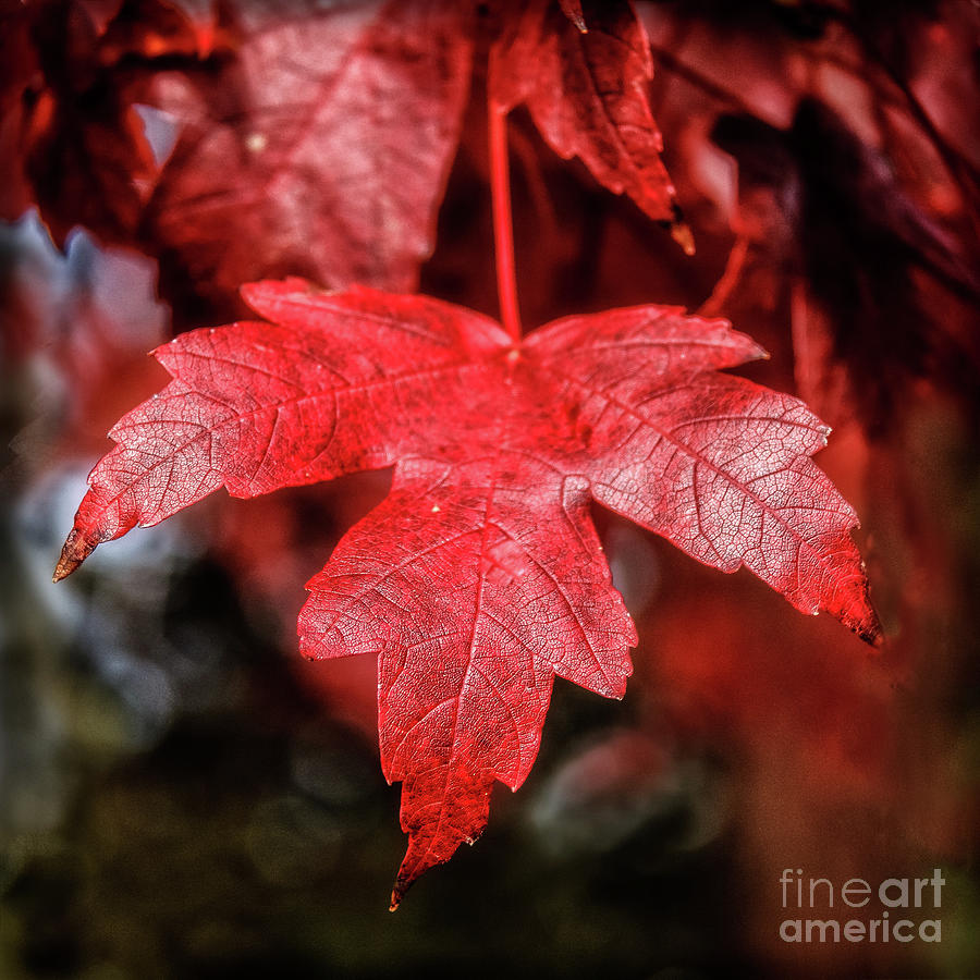 Red Leaf Photograph by Robert Bales