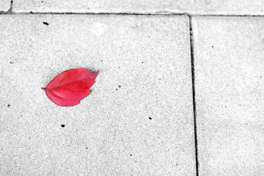 Red leaf Photograph by Silvia Ganora