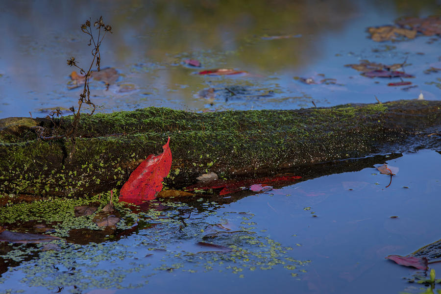 Red Leaf Photograph by Steve Gravano
