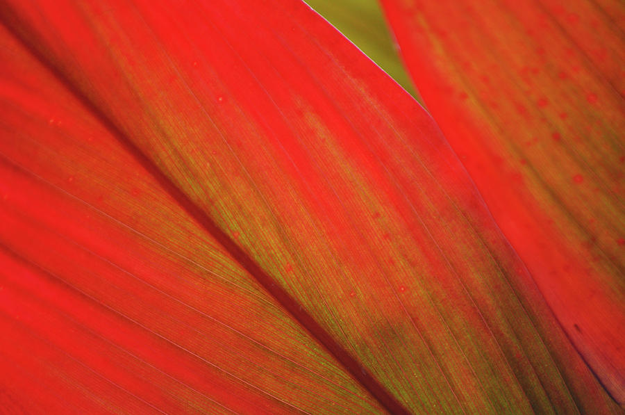 Red Leaf Texture Photograph by Kyle Hanson