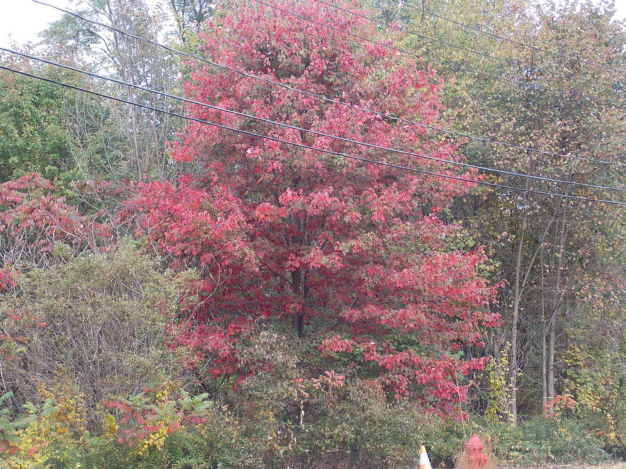 Red Leaf Tree Photograph by Catherine Gagne