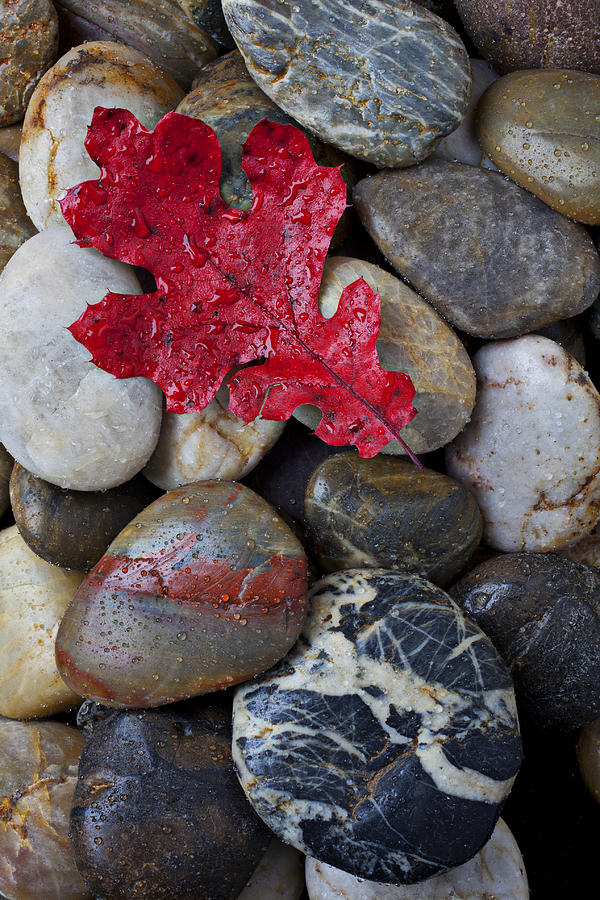 Still Life Photograph - Red Leaf Wet Stones by Garry Gay