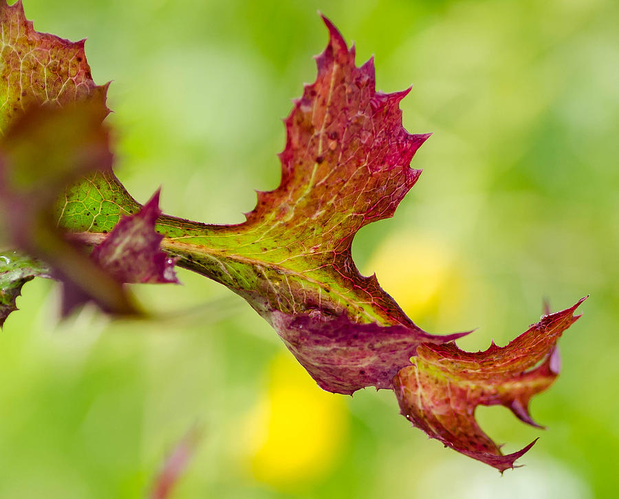 Red Leaf with green background by Don L Williams Red Leaf with green background by Don L Williams