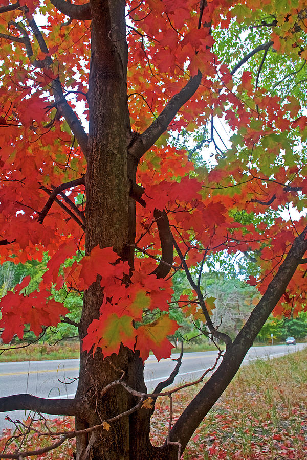 Red-leaved Tree on Trail to North Beach Park in Ottawa County, Michigan Photograph by Ruth Hager