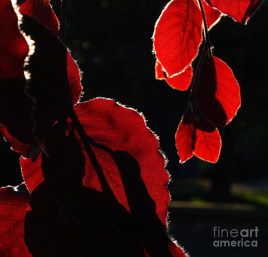 Red Leaves 2 Photograph by Jeff Breiman