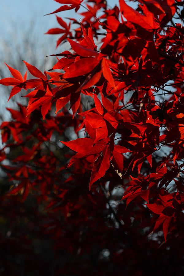 Red Leaves 3 Photograph by Ronda Broatch