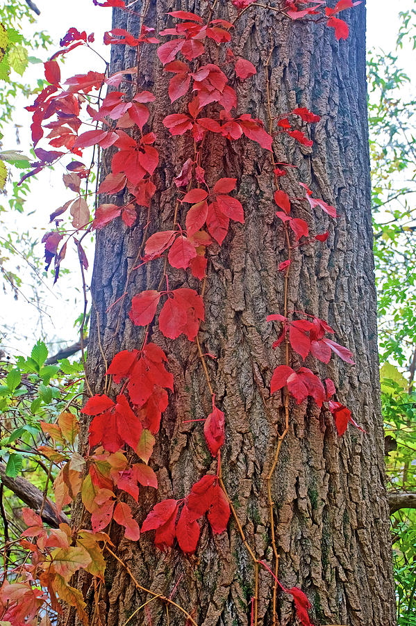 Red Leaves against a Tall Black-Bark Tree along Rogue River Boardwalk in Rockford, Michigan  Photograph by Ruth Hager