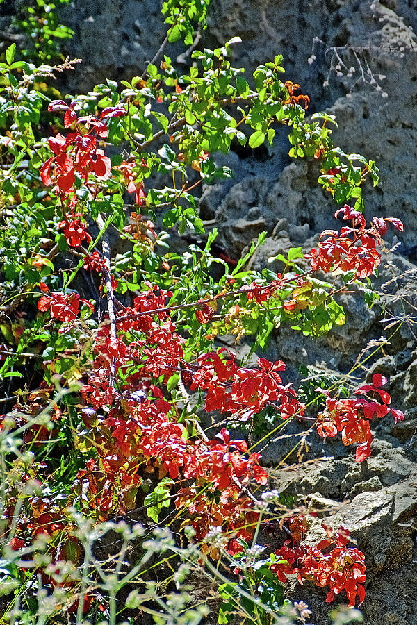Red Leaves along Glendora Ridge Road in San Gabriel Mountains, California  Photograph by Ruth Hager